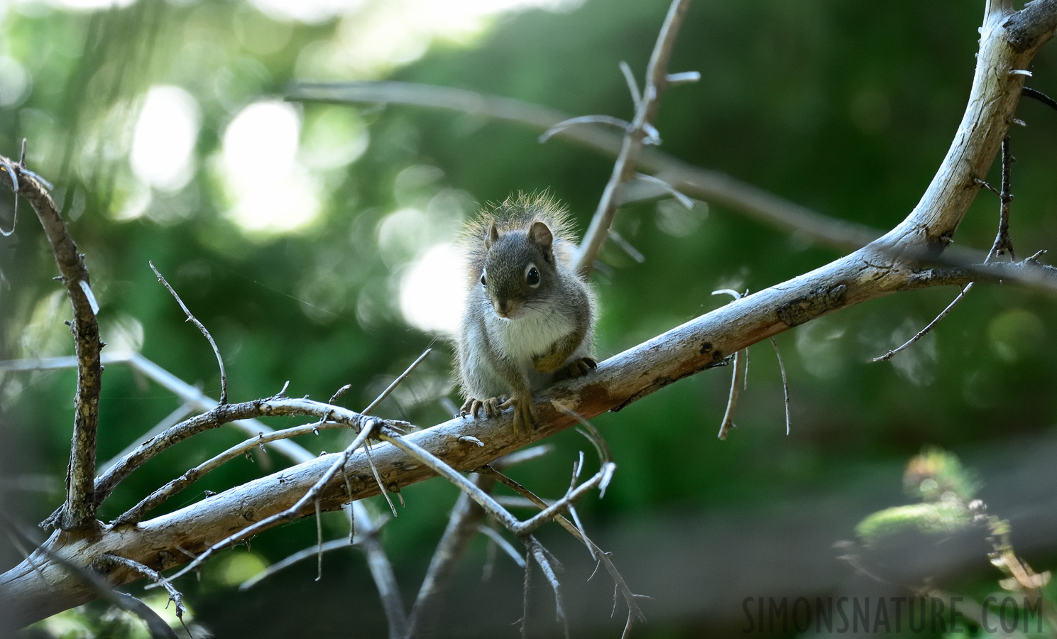 Tamiasciurus hudsonicus [400 mm, 1/125 Sek. bei f / 8.0, ISO 1600]